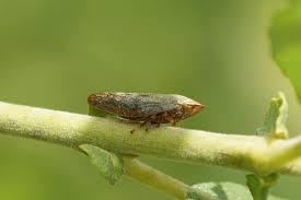 Attēlu rezultāti vaicājumam “Aphrophora salicina”