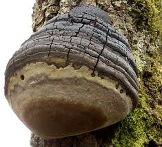 Attēlu rezultāti vaicājumam “Phellinus”
