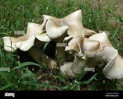 Image result for macrocybe titans