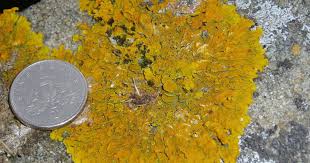 Attēlu rezultāti vaicājumam “Xanthoria parietina”