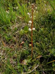 Attēlu rezultāti vaicājumam “Pyrola media”