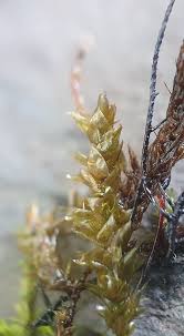 Attēlu rezultāti vaicājumam “Platyhypnidium riparioides”