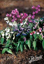 Attēlu rezultāti vaicājumam “Lathyrus vernus flower”