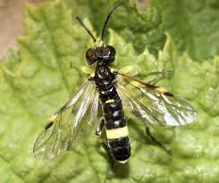 Attēlu rezultāti vaicājumam “Tenthredo mandibularis”