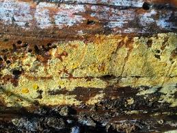 Attēlu rezultāti vaicājumam “Crustoderma dryinum”