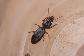 Attēlu rezultāti vaicājumam “Clivina fossor”