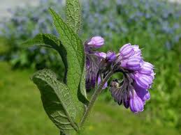 Attēlu rezultāti vaicājumam “Symphytum asperum leaf”
