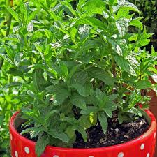 Image result for Mentha piperita