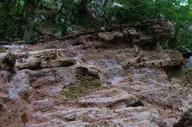 Attēlu rezultāti vaicājumam “Ceriporia purpurea”