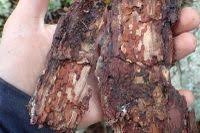 Attēlu rezultāti vaicājumam “Nothorhina punctata”