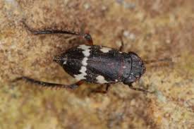 Attēlu rezultāti vaicājumam “Planaphrodes sp.”