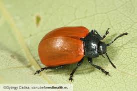 Attēlu rezultāti vaicājumam “Chrysomela populi”