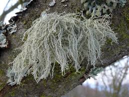 Attēlu rezultāti vaicājumam “Usnea subfloridana”