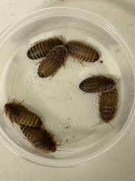 Attēlu rezultāti vaicājumam “Badhamia dubia macro”