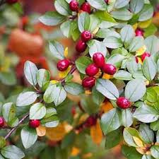 Attēlu rezultāti vaicājumam “Cotoneaster divaricatus fruit”