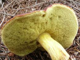 Attēlu rezultāti vaicājumam “Xerocomus pruinatus”