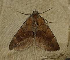 Attēlu rezultāti vaicājumam “Pennithera firmata”