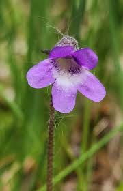 Attēlu rezultāti vaicājumam “Pinguicula vulgaris”
