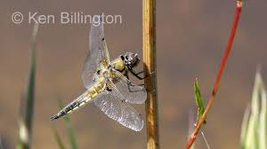 Attēlu rezultāti vaicājumam “Libellula quadrimaculata imago”