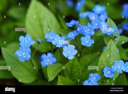 Image result for Omphalodes verna