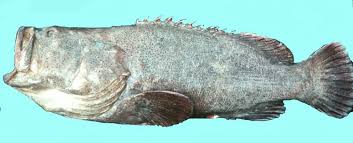 Image result for Epinephelus itajara