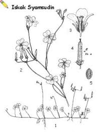 Attēlu rezultāti vaicājumam “Oxalis corniculata fruit”