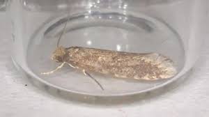 Attēlu rezultāti vaicājumam “Gelechia scotinella”