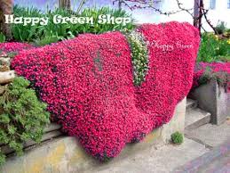 Image result for Aubrieta hybrida (cultorum)