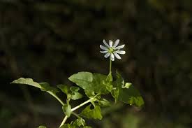 Attēlu rezultāti vaicājumam “Myosoton aquaticum”
