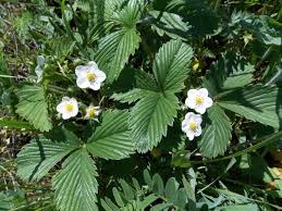 Attēlu rezultāti vaicājumam “Fragaria viridis flower”