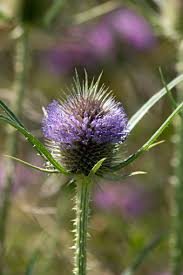 Image result for Dipsacus laciniatus