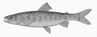 Image result for Salvelinus alpinus oquassa
