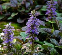 Attēlu rezultāti vaicājumam “Ajuga reptans flower”