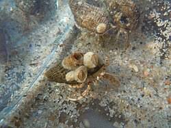 Attēlu rezultāti vaicājumam “Balanus improvisus”