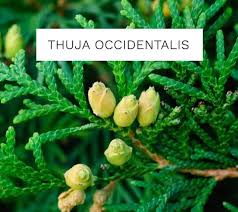 Attēlu rezultāti vaicājumam “Thuja occidentalis flower”