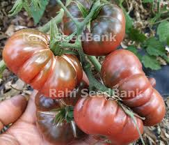 Afbeeldingsresultaat voor purple calabash tomato