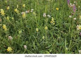 Attēlu rezultāti vaicājumam “Trifolium montanum”