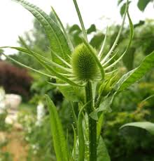 Attēlu rezultāti vaicājumam “Dipsacus fullonum fruit”