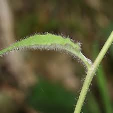 Attēlu rezultāti vaicājumam “Hieracium murorum flower”
