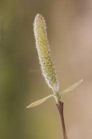Attēlu rezultāti vaicājumam “Salix purpurea male flower”