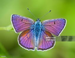 Attēlu rezultāti vaicājumam “Lycaena alciphron underside”
