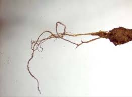 Attēlu rezultāti vaicājumam “Atrichum flavisetum”