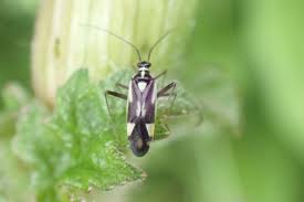 Attēlu rezultāti vaicājumam “Grypocoris sexguttatus imago”