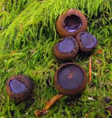 Attēlu rezultāti vaicājumam “Bulgaria inquinans”