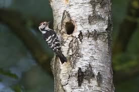 Attēlu rezultāti vaicājumam “Dendrocopos minor female”