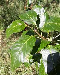 Attēlu rezultāti vaicājumam “Fraxinus excelsior”