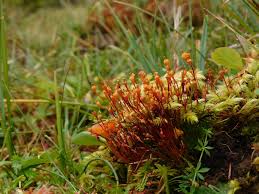 Attēlu rezultāti vaicājumam “Splachnum ampullaceum”