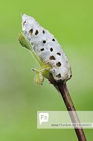 Attēlu rezultāti vaicājumam “Diastrophus rubi”