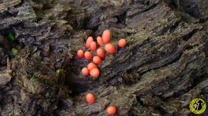 Attēlu rezultāti vaicājumam “Lycogala conicum”