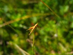 Attēlu rezultāti vaicājumam “Carex pauciflora”